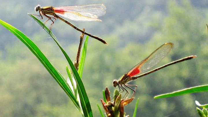 Mong manh cánh chuồn
