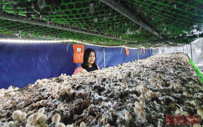 Chị Thảo bên sản phẩm nấm đang ra quả của mình. (Ảnh: THANH TÂM)