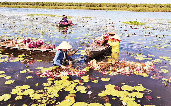 Ảnh trong bài: Thu hoạch “súng ma” mùa nước nổi ở Mộc Hóa, Long An và hình ảnh du khách đi tour hoa súng.
