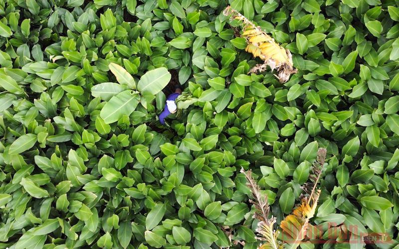  Thôn Tràng Cát (Thanh Oai, Hà Nội) nằm cách trung tâm thành phố khoảng 30km. Nhiều năm nay, Tràng Cát nổi tiếng với nghề trồng lá dong truyền thống.