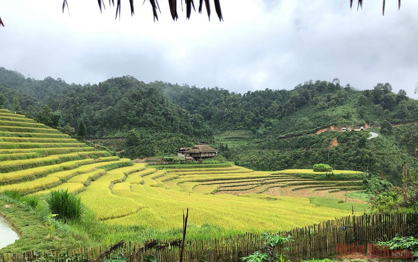 Những mùa vàng trên núi