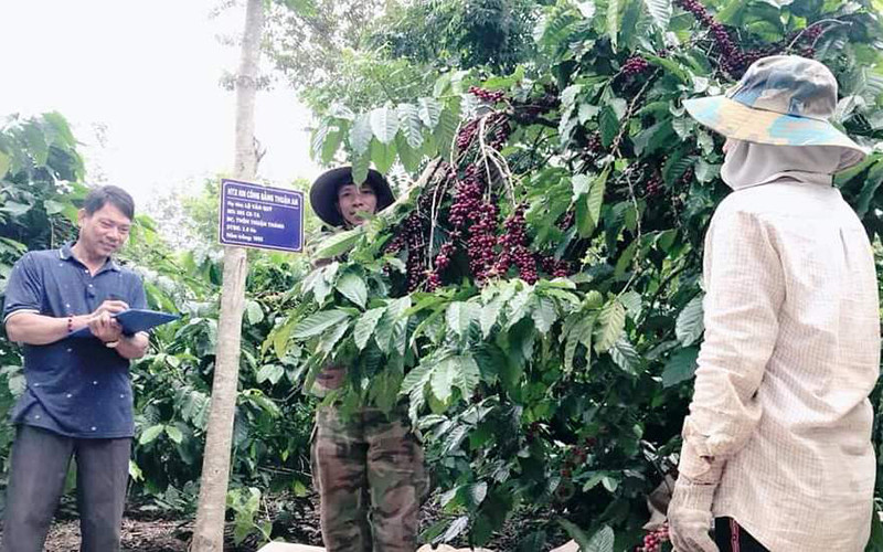 Toàn bộ cà-phê trong vùng sản xuất ứng dụng công nghệ cao tại xã Thuận An được thu hái theo quy trình kỹ thuật riêng, đạt độ chín hơn 85% trở lên.