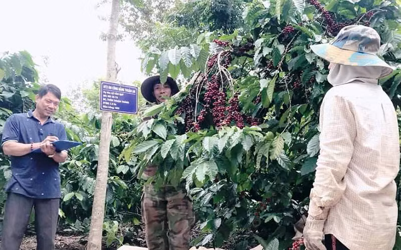 Toàn bộ cà-phê trong vùng sản xuất ứng dụng công nghệ cao tại xã Thuận An được thu hái theo quy trình kỹ thuật riêng, đạt độ chín hơn 85% trở lên.