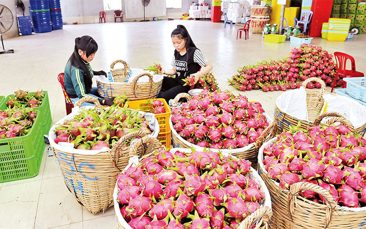 Tuyển lựa và đóng gói quả thanh long tại thị trấn Tầm Vu, huyện Châu Thành (Long An). Ảnh: NGUYỄN ĐĂNG