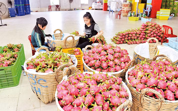 Tuyển lựa và đóng gói quả thanh long tại thị trấn Tầm Vu, huyện Châu Thành (Long An). Ảnh: NGUYỄN ĐĂNG
