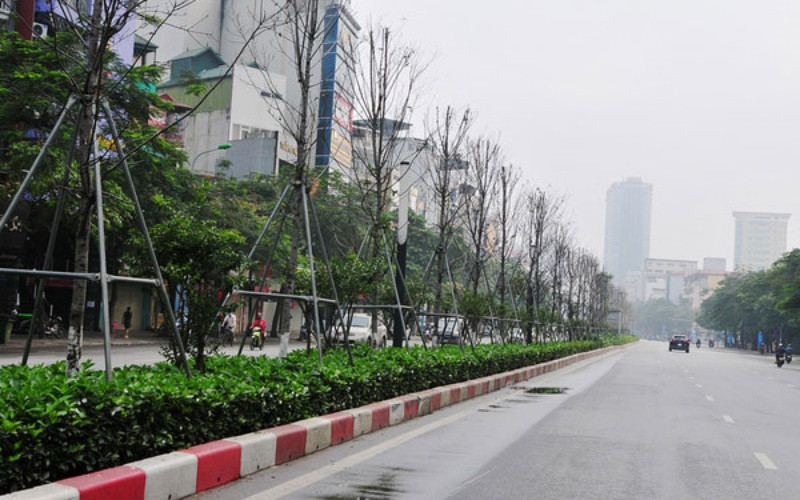 Hàng cây phong sinh trưởng kém do không thích nghi với khí hậu Hà Nội (ẢNH: NGỌC KHÁNH).