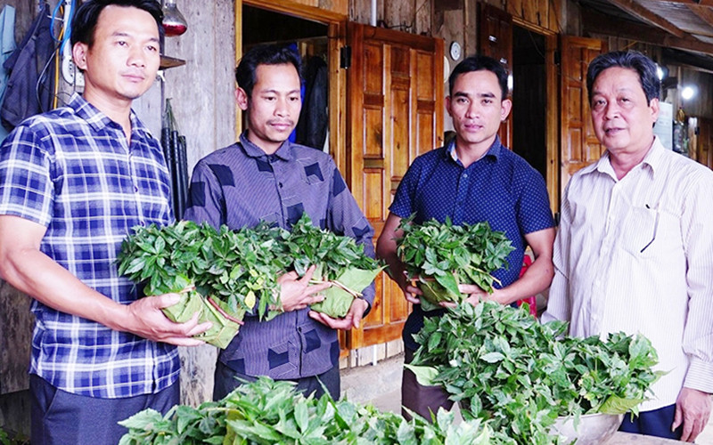 Hỗ trợ cây sâm Ngọc Linh giống cho người dân huyện Nam Trà My.