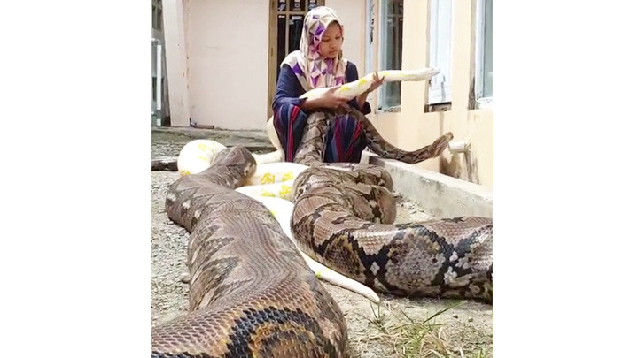 Nuôi trăn khổng lồ làm thú cưng