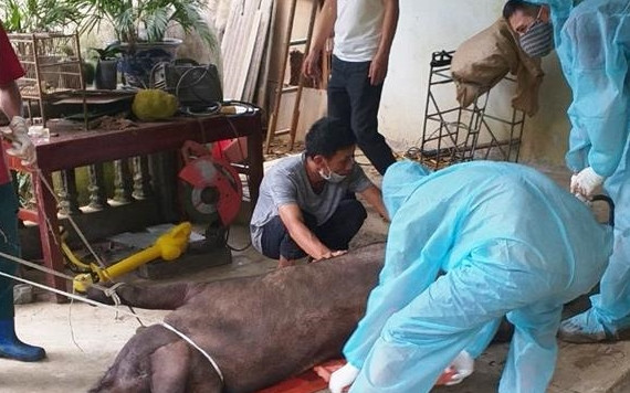 Cán bộ thú y và người dân xã San Thàng, thành phố Lai Châu đưa lợn bệnh đi tiêu hủy.