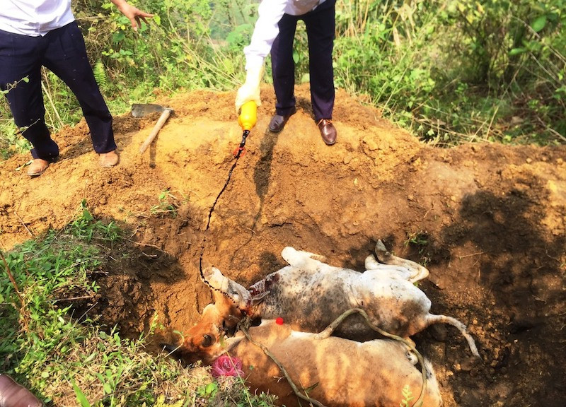 Tiêu hủy bò bị bệnh viêm da nổi cục ở xã Thanh Bình, thị xã Sa Pa (Lào Cai)