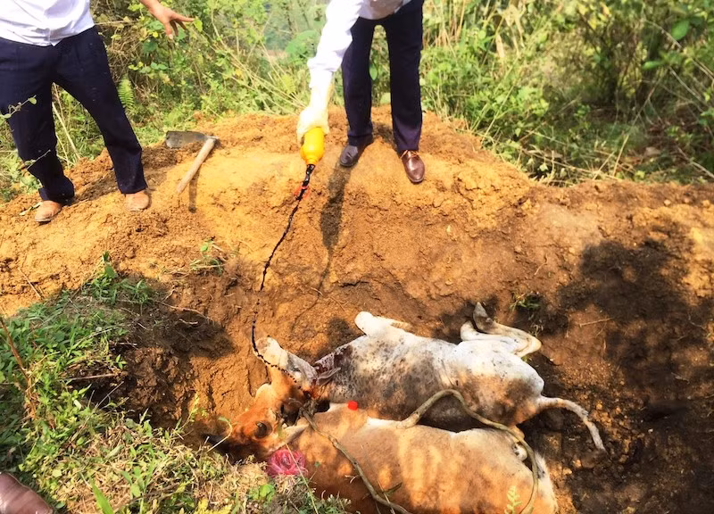 Tiêu hủy bò bị bệnh viêm da nổi cục ở xã Thanh Bình, thị xã Sa Pa (Lào Cai)