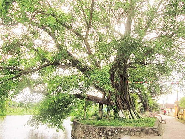 “Bồ đề đại lão” làng Dịch Diệp