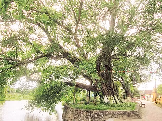 “Bồ đề đại lão” làng Dịch Diệp