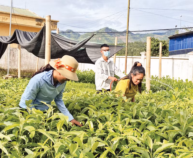 Chuẩn bị cây giống cho mùa trồng rừng ở Pú Nhung.