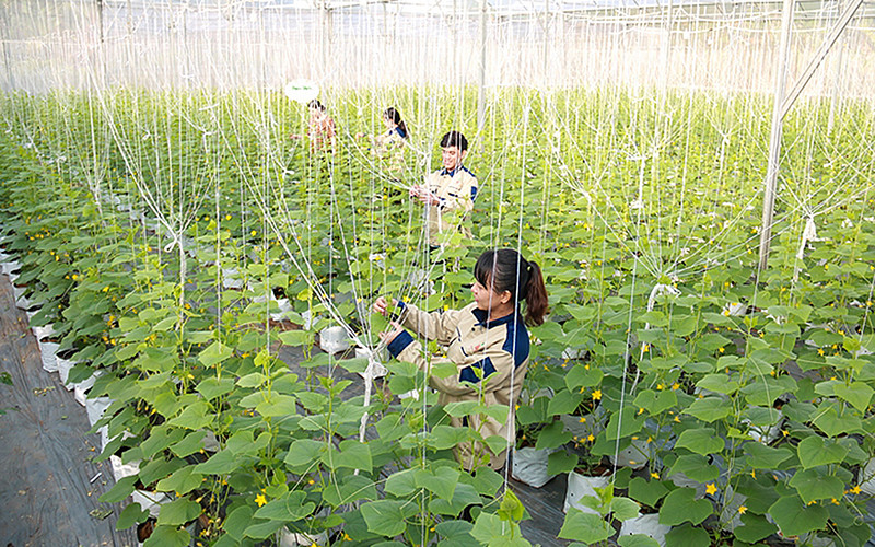 Mô hình nông nghiệp công nghệ cao của người dân phường Trường An, TP Vĩnh Long (tỉnh Vĩnh Long) cho năng suất cây trồng cao.