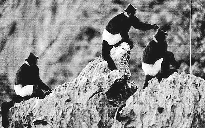 Voọc mông trắng (quần đùi trắng) tại rừng Kim Bảng, tỉnh Hà Nam.