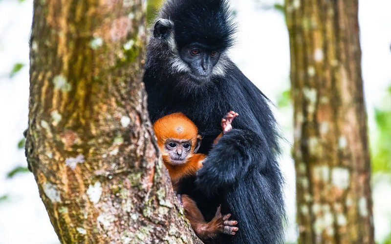 Những bức ảnh ấn tượng về động vật hoang dã