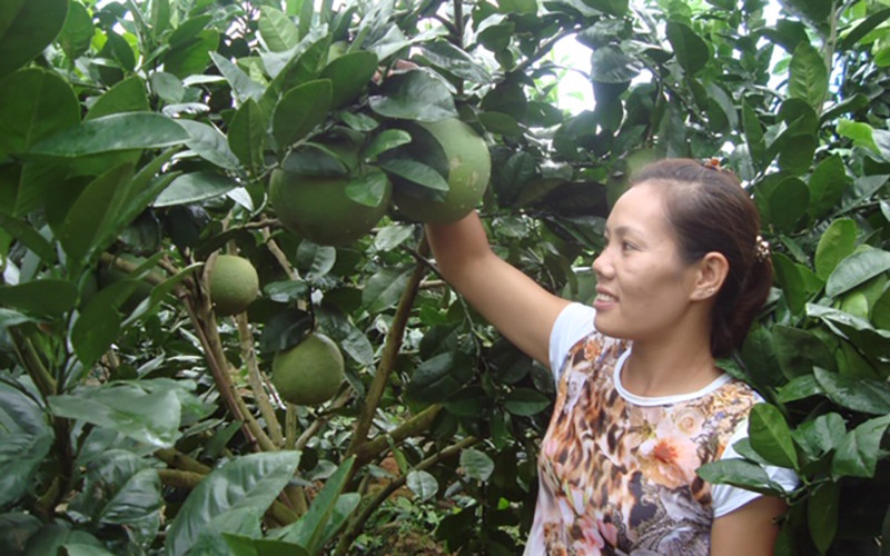 Niềm vui được mùa quả ngọt ở Tân Quang.