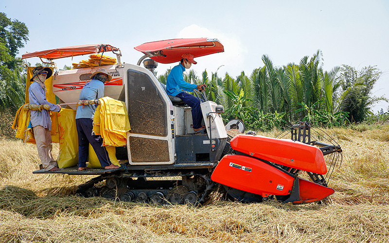 Nông dân thị xã Ngã Năm (Sóc Trăng) thu hoạch lúa vụ đông xuân. Ảnh: Nguyệt Nhi