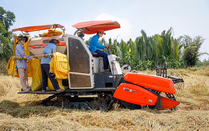 Nông dân thị xã Ngã Năm (Sóc Trăng) thu hoạch lúa vụ đông xuân. Ảnh: Nguyệt Nhi