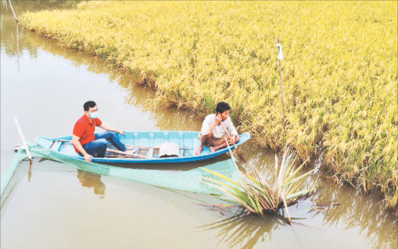 Vùng nguyên liệu gạo “Hạt Ngọc Rồng” của Hợp tác xã nông nghiệp Long Hiệp (Trà Vinh) với mô hình sản xuất ruộng lúa-ao tôm.