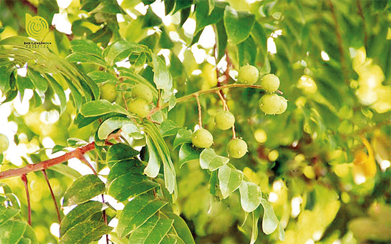 Cái lạnh lén qua vội vội