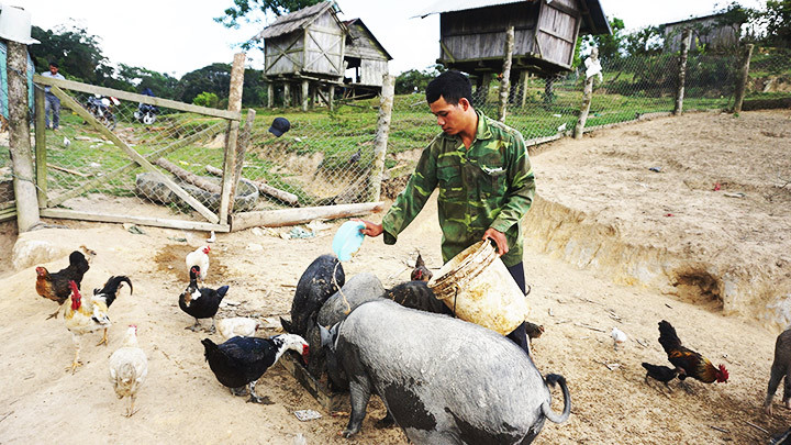 Anh A Da chăm sóc đàn heo, gà tại khu vực chăn nuôi cách xa nơi sinh sống của dân làng.