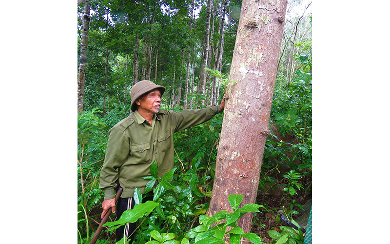 Già Hồ Râng bên khu rừng trồng cây bản địa của mình.