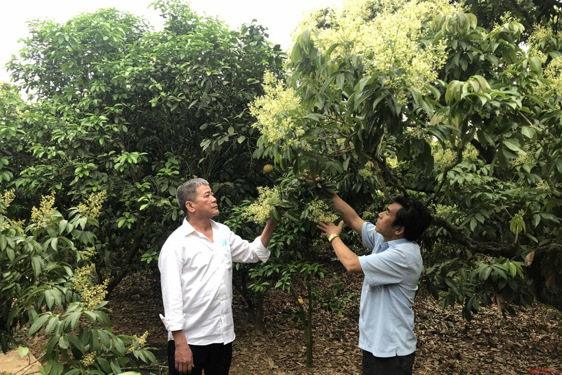 Nhân dân xã Hồng Giang, huyện Lục Ngạn (Bắc Giang) chăm sóc vải vụ 2021.