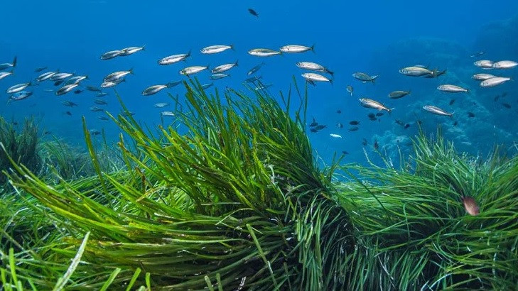 Phát hiện loài vi khuẩn cộng sinh trong rễ cỏ biển giúp lưu trữ carbon dưới biển với khối lượng lớn. Ảnh: Getty Images.