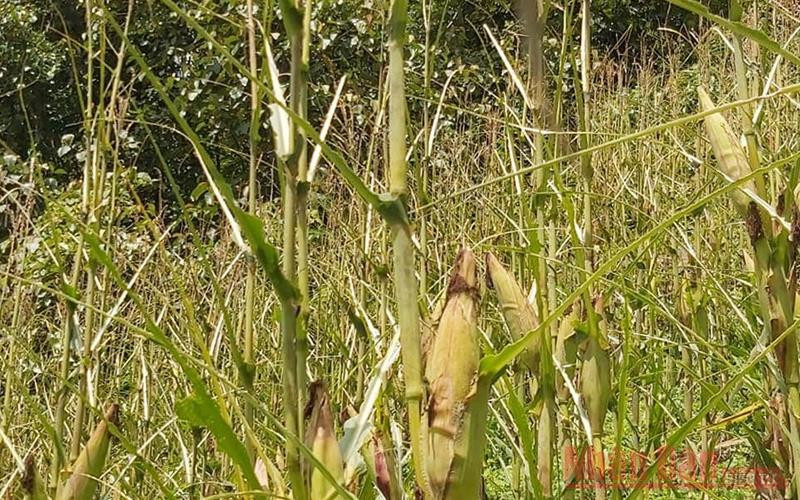 Một nương ngô của người dân xã Sín Thầu bị châu chấu tre gây hại.