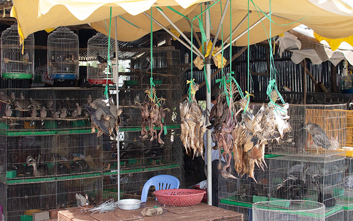 Chim hoang dã bị bày bán công khai trên quốc lộ 62 đoạn qua tỉnh Long An. Ảnh: NGUYỄN HOÀI BẢO
