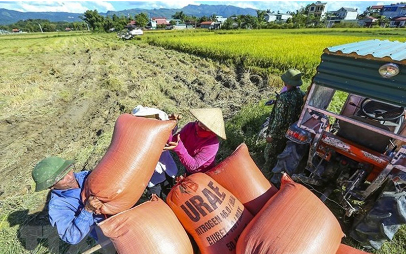 Thu hoạch lúa tại Điện Biên. (Ảnh: TTXVN)