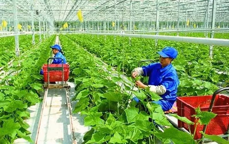 Sự phát triển của hợp tác xã tạo ra sức mạnh đa chiều phát triển kinh tế.