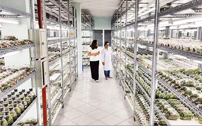 Nhân giống hoa lan bằng phương pháp nuôi cấy in-vitro (trong ống nghiệm) tại Khu Nông nghiệp công nghệ cao TP Hồ Chí Minh. 