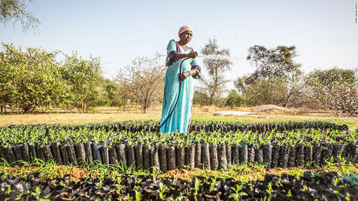 Một đoạn của bức tường xanh được chăm sóc ở Senegal. Ảnh: CNN
