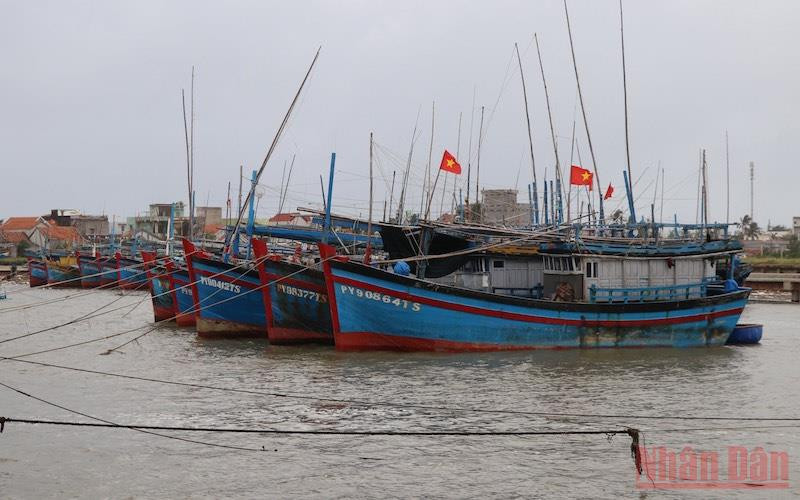Tàu thuyền của ngư dân thành phố Tuy Hoà, Phú Yên đã được kêu gọi, hướng dẫn neo đậu an toàn để tránh bão ven sông Chùa.