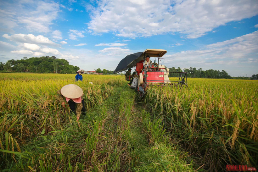 Tất bật mùa vàng dưới nắng hè oi ả