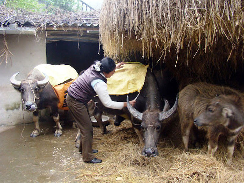 Chủ động phòng, chống rét cho đàn gia súc trong đợt rét đậm, rét hại sắp tới. (Ảnh minh họa)