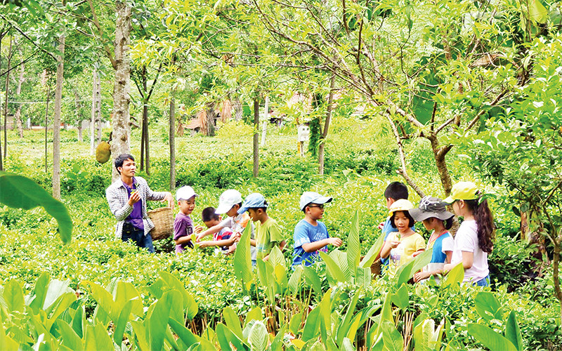 Các em nhỏ trải nghiệm ở vườn chè trong trang trại Đồng Quê (Ba Vì).