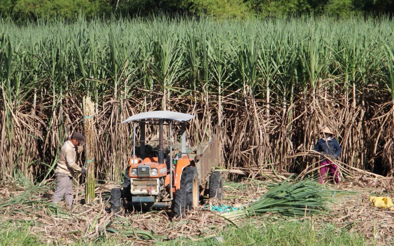 Người dân dậy từ sáng sớm thu hoạch mía tránh tiết trời nắng nóng.