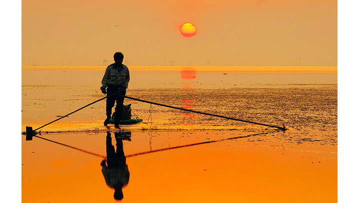 Bắt tôm bằng sào tre.