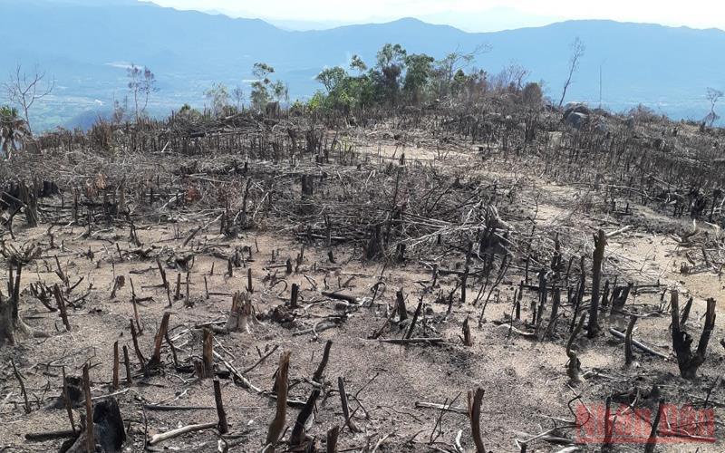 Hiện trường vụ phá rừng tự nhiên ở xã Tây Thuận, huyện Tây Sơn, tỉnh Bình Định.