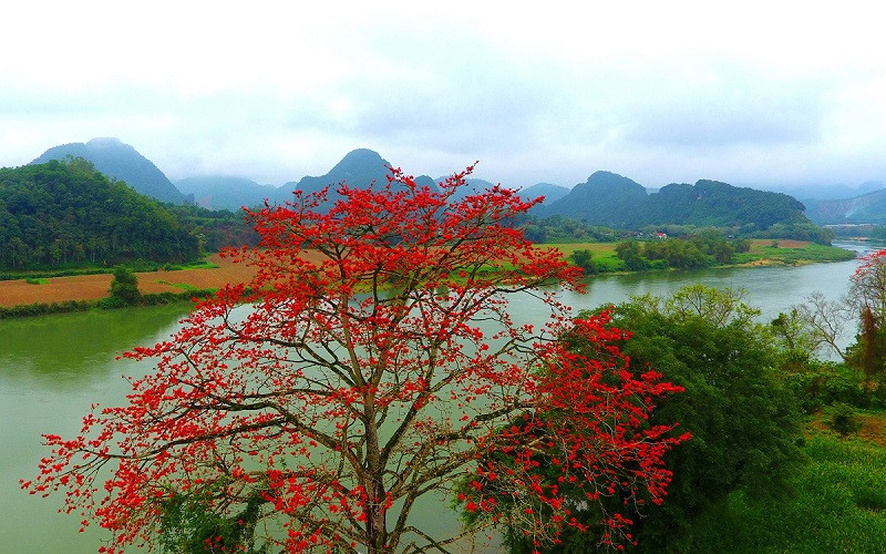 Rực đỏ mùa hoa gạo bên sông Lam