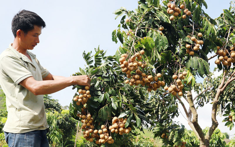 Hiện tại, huyện Sông Mã (Sơn La) có 7.315 ha nhãn.