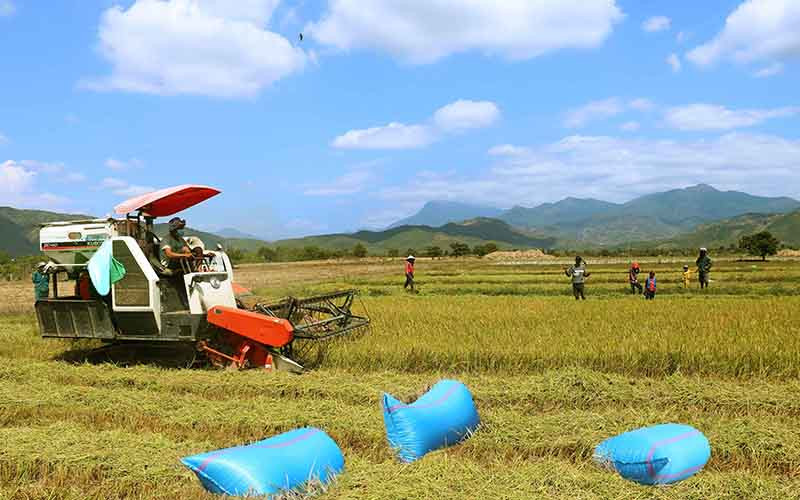 Thu hoạch lúa tại Ninh Thuận. (Ảnh: Nguyễn Trung)