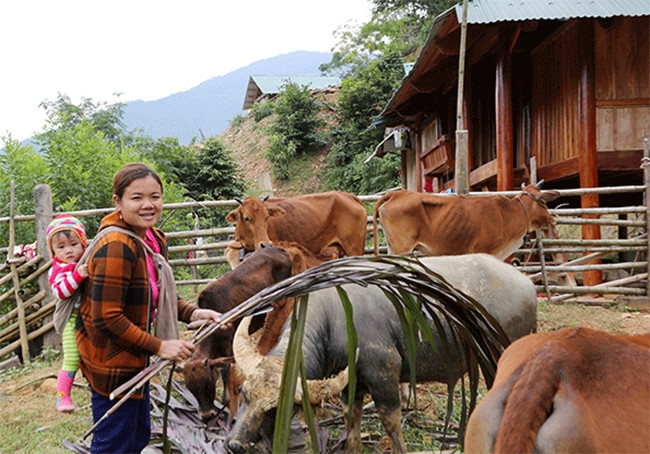 Gia đình chị Lô Thị Quyên vay vốn nuôi trâu bò. Ảnh: Báo Dân tộc và Phát triển.