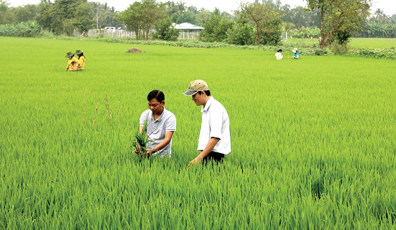 Cách chương trình hợp tác của Trung tâm khuyến nông và các đơn vị khác của Bộ góp phần tăng hiệu quả công tác khuyến nông. ( Ảnh minh họa).