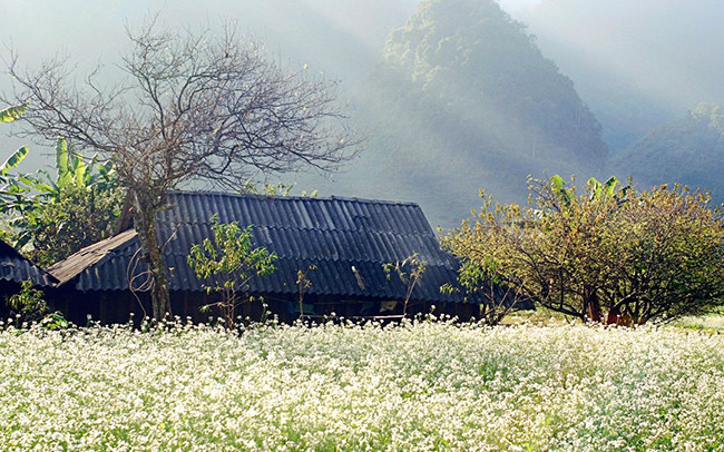 Nhà hoa cải trắng ở Vân Hồ.