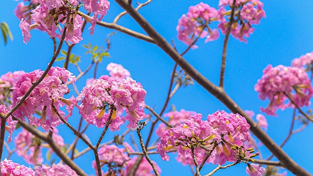 Mùa kèn hồng tháng 4